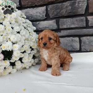 Megan, Cavapoo Puppy