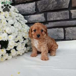 Megan, Cavapoo Puppy