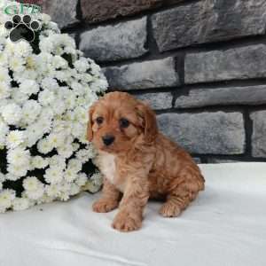 Megan, Cavapoo Puppy