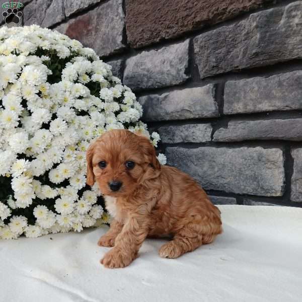 Megan, Cavapoo Puppy