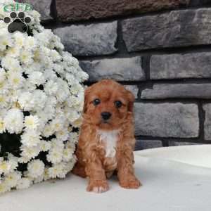 Maggie, Cavapoo Puppy