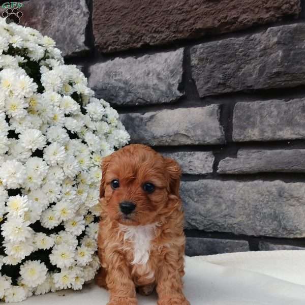 Maggie, Cavapoo Puppy