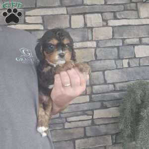 Wila, Cavapoo Puppy