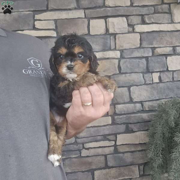 Wila, Cavapoo Puppy