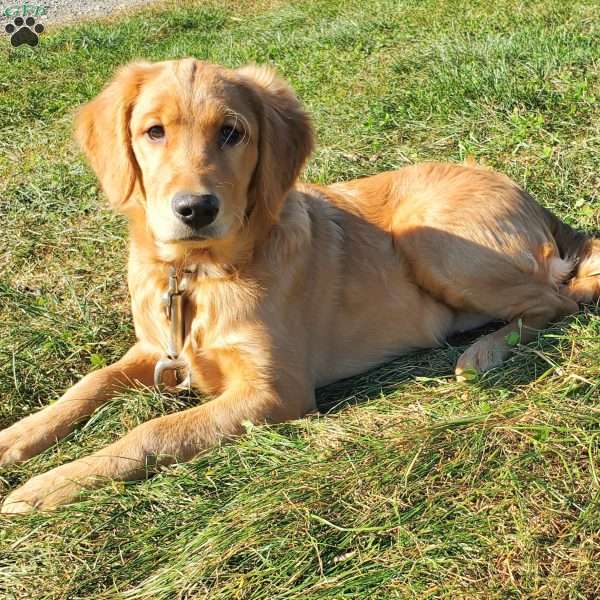 Lacey, Golden Retriever Puppy