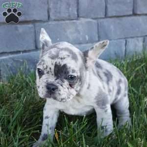 Jodi, French Bulldog Puppy