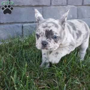 Jodi, French Bulldog Puppy