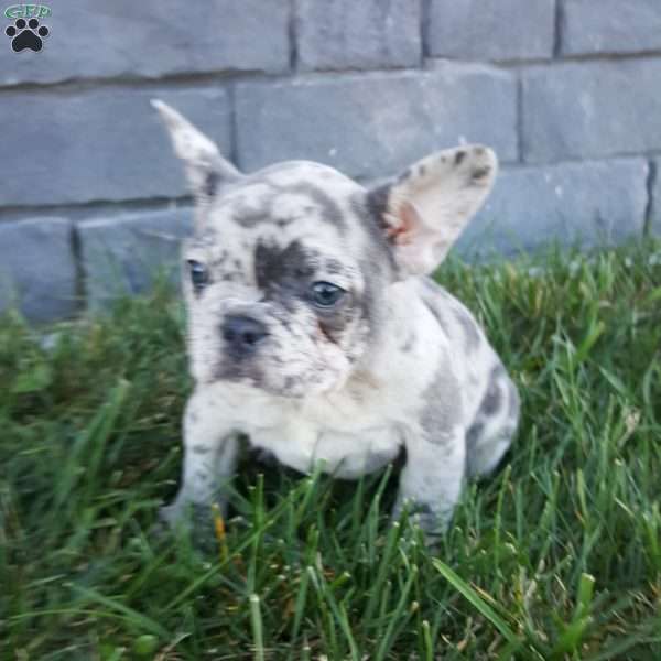 Jodi, French Bulldog Puppy