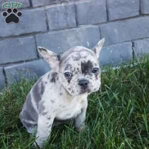 Jodi, French Bulldog Puppy