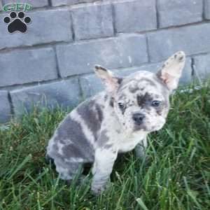 Jodi, French Bulldog Puppy