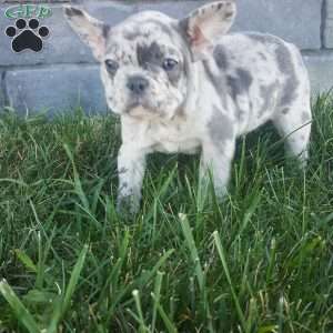 Jodi, French Bulldog Puppy