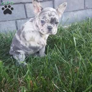 Jodi, French Bulldog Puppy