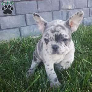 Jodi, French Bulldog Puppy