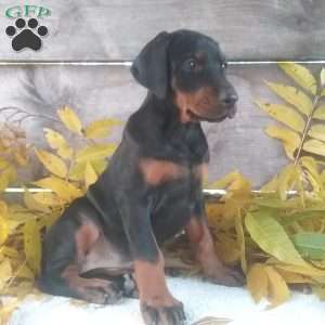 Macey, Doberman Pinscher Puppy