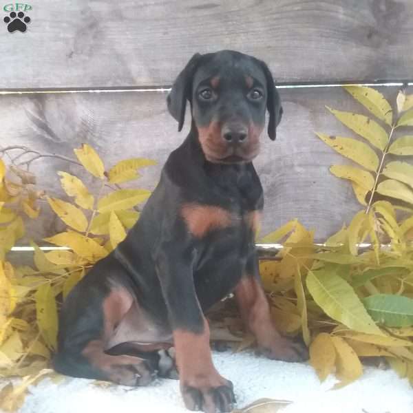 Macey, Doberman Pinscher Puppy