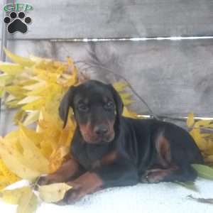 Macey, Doberman Pinscher Puppy