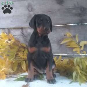 Macey, Doberman Pinscher Puppy