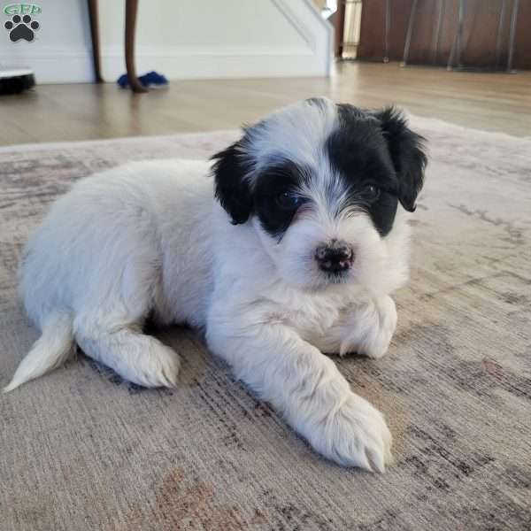 Margot, Portuguese Water Dog Puppy