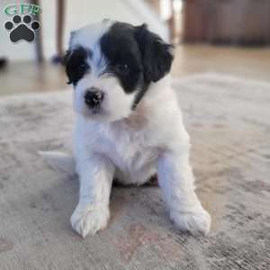 Margot, Portuguese Water Dog Puppy