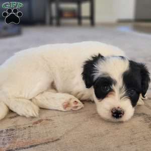 Margot, Portuguese Water Dog Puppy