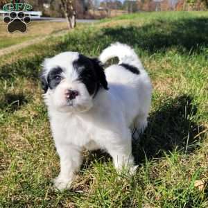 Margot, Portuguese Water Dog Puppy