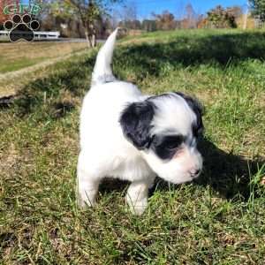 Margot, Portuguese Water Dog Puppy