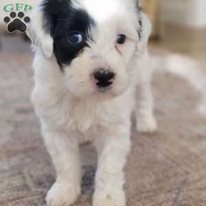 Blanche, Portuguese Water Dog Puppy