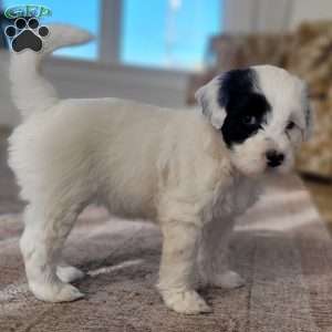 Blanche, Portuguese Water Dog Puppy