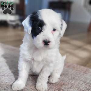 Blanche, Portuguese Water Dog Puppy