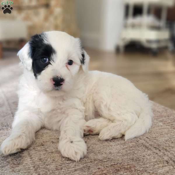 Blanche, Portuguese Water Dog Puppy