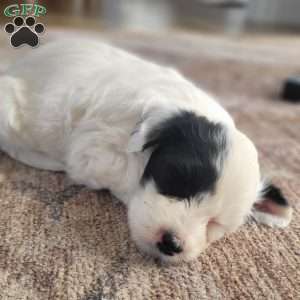 Blanche, Portuguese Water Dog Puppy