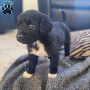 Ebony, Portuguese Water Dog Puppy