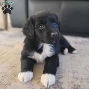 Ebony, Portuguese Water Dog Puppy