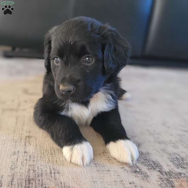 Ebony, Portuguese Water Dog Puppy