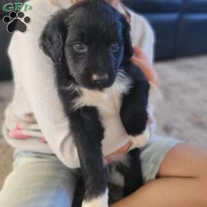 Ebony, Portuguese Water Dog Puppy