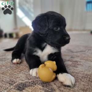 Ebony, Portuguese Water Dog Puppy