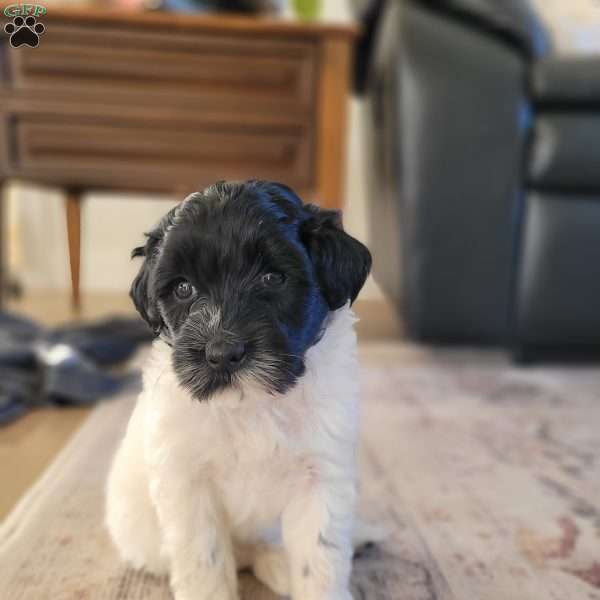 Beau, Portuguese Water Dog Puppy