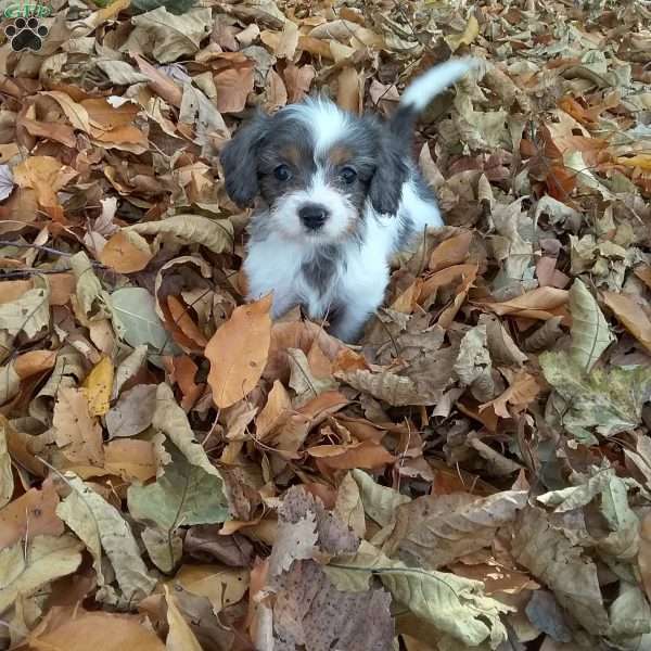 Gracie, Cavapoo Puppy