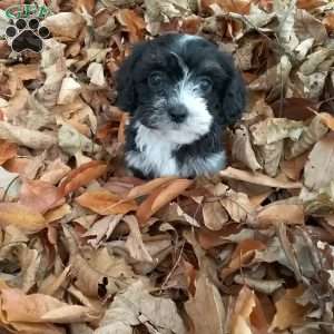 Jack, Cavapoo Puppy