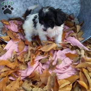 mona, Cavapoo Puppy