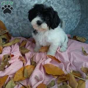 mona, Cavapoo Puppy