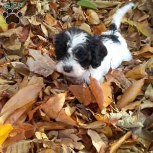 Queenie, Cavapoo Puppy