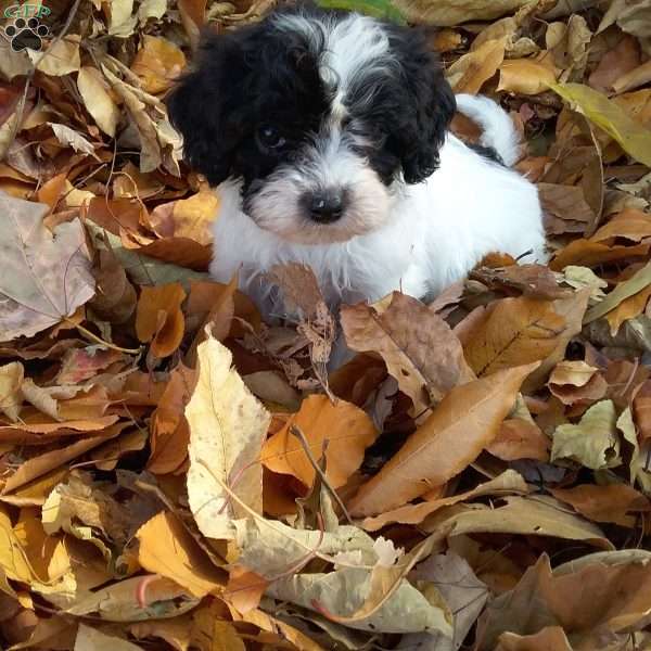 Queenie, Cavapoo Puppy