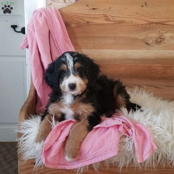 Snickers, Mini Bernedoodle Puppy