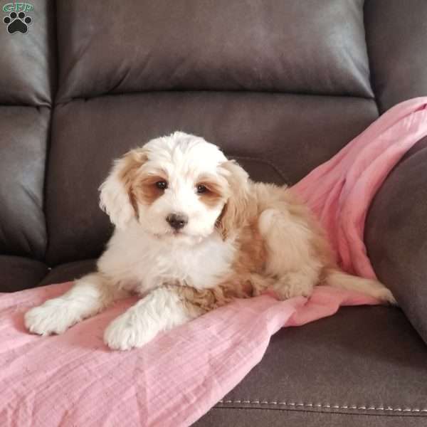 Sandy, Mini Bernedoodle Puppy