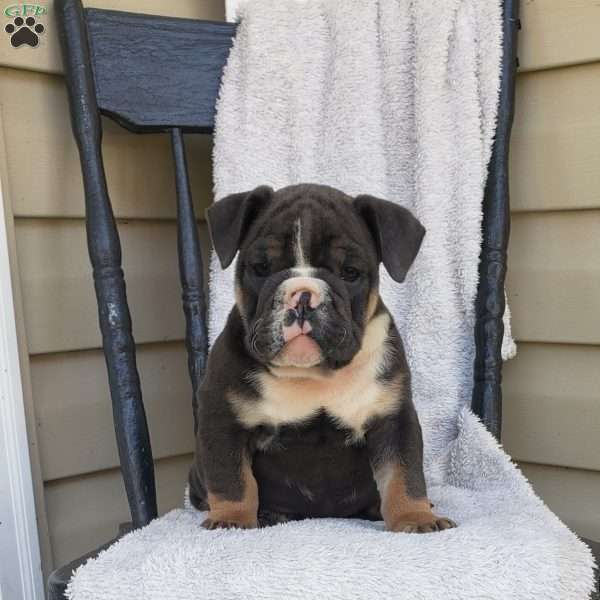 Winnie the Pooh, English Bulldog Puppy