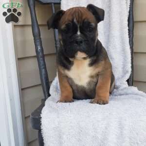 Eeyore, English Bulldog Puppy