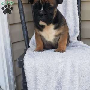 Eeyore, English Bulldog Puppy