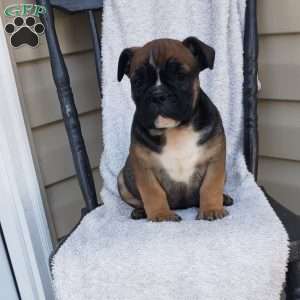 Eeyore, English Bulldog Puppy