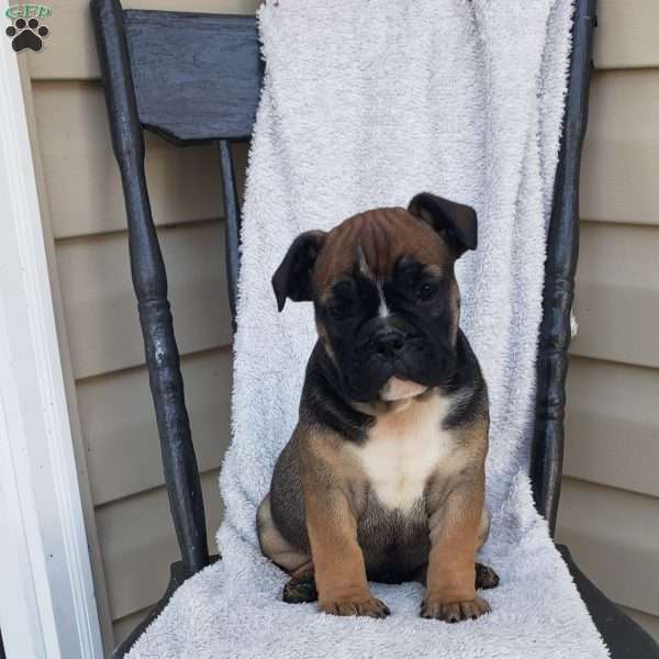 Eeyore, English Bulldog Puppy